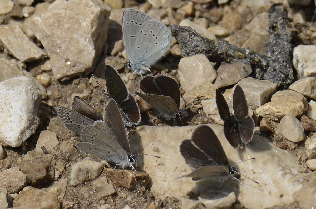 Gruppo misto Lycaenidae da id.